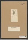 Biddulphia antigua Tr. et Witt. (de-Toni-Nr.: Genus 123, Species 3479) Zeichnungen Sammlung Grunow Nr. 6975 (NHMW-BOT-W0375875)